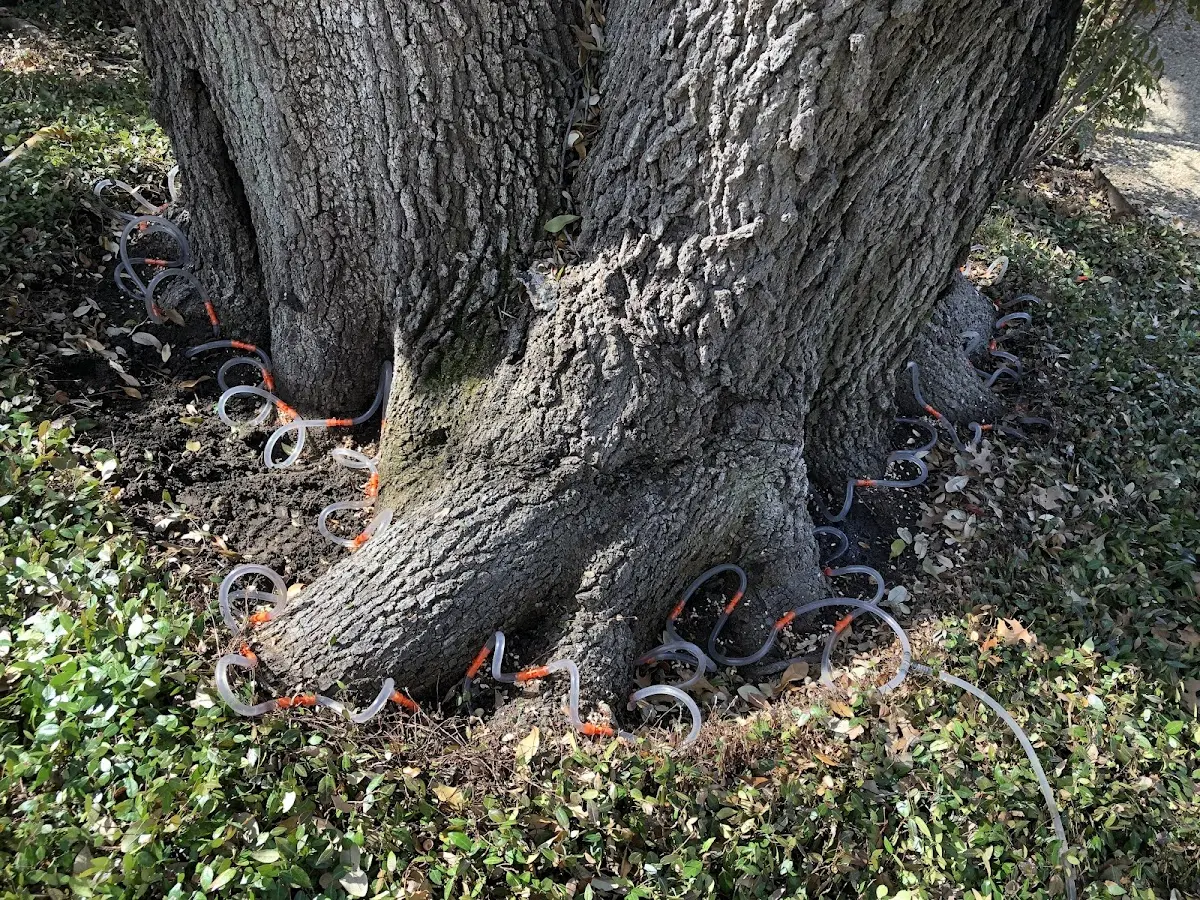 Detailed Tree Cabling and Bracing job site in Oxon Hill