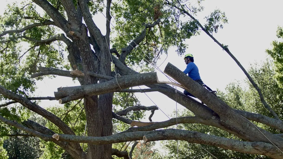 Professional Crown Thinning performed by certified arborists in Oxon Hill